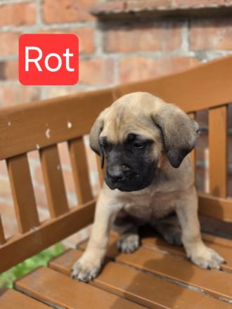 Cane Corso Welpen suchen ihre Herzensmenschen