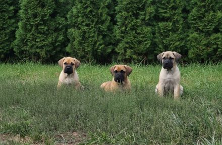Cane Corso Welpen suchen ihre Herzensmenschen