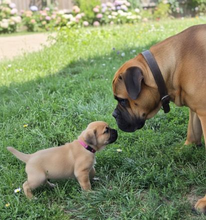 Cane Corso Welpen suchen ihre Herzensmenschen