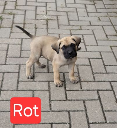 Cane Corso Welpen suchen ihre Herzensmenschen