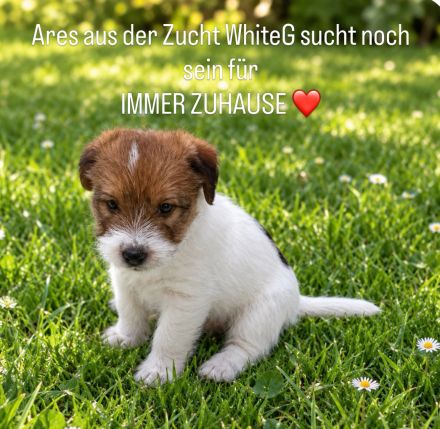 1 Rüde sucht noch nach dem FÜR IMMER ZUHAUSE
