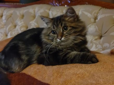 🐾 Sibirischer Kater 4-1/2 Jahre alt mit Stammbaum sucht liebevolles Zuhause mit Freigang