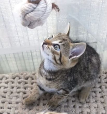 Wunderschöne Kitten absofort neues Zuhause auf Lebenszeit