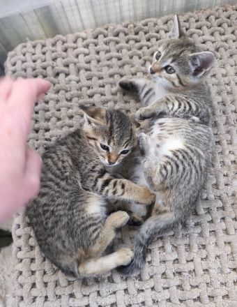 Wunderschöne Kitten absofort neues Zuhause auf Lebenszeit