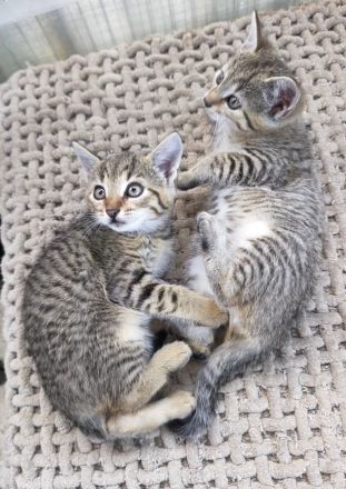 Wunderschöne Kitten absofort neues Zuhause auf Lebenszeit