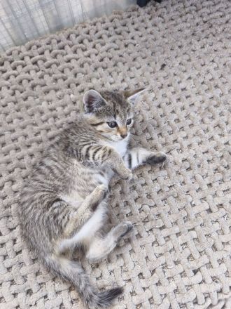 Wunderschöne Kitten absofort neues Zuhause auf Lebenszeit