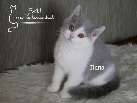 Reinrassige BKH Kitten in blue-white mit Stammbaum aus Vereinszucht