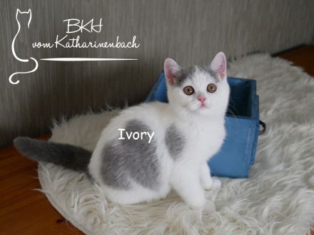 Reinrassige BKH Kitten in blue-white mit Stammbaum aus Vereinszucht