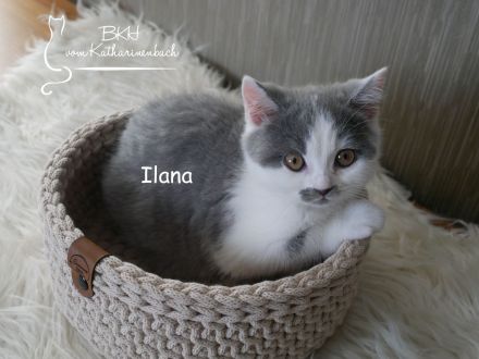 Reinrassige BKH Kitten in blue-white mit Stammbaum aus Vereinszucht