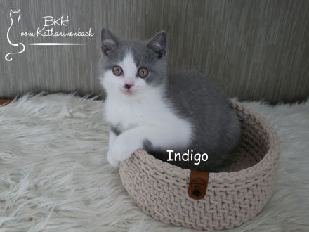 Reinrassige BKH Kitten in blue-white mit Stammbaum aus Vereinszucht