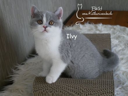 Reinrassige BKH Kitten in blue-white mit Stammbaum aus Vereinszucht