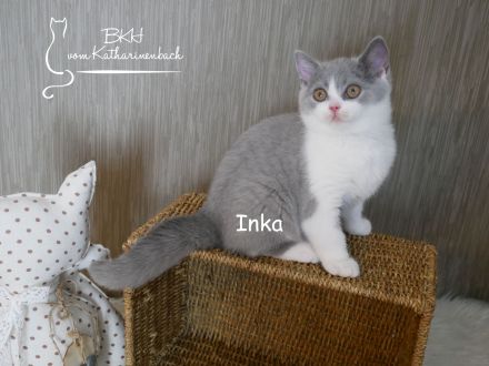 Reinrassige BKH Kitten in blue-white mit Stammbaum aus Vereinszucht