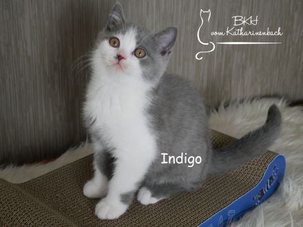 Reinrassige BKH Kitten in blue-white mit Stammbaum aus Vereinszucht