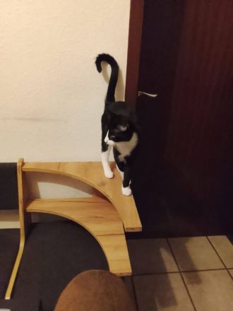 verkaufe 3 hübsche katzen
