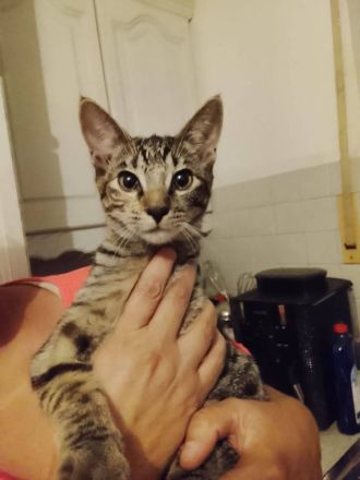 verkaufe 3 hübsche katzen
