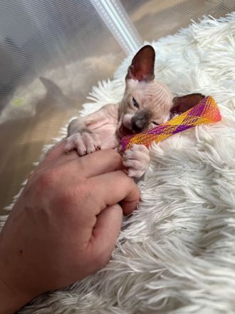 Don Sphynx