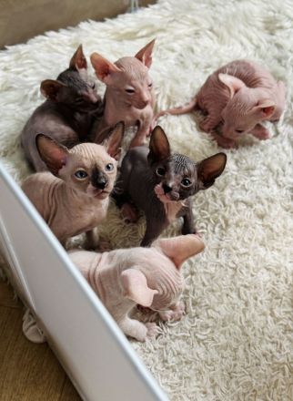 Don Sphynx