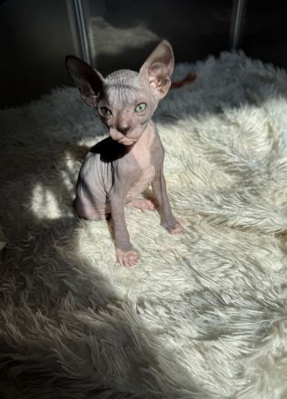 Don Sphynx