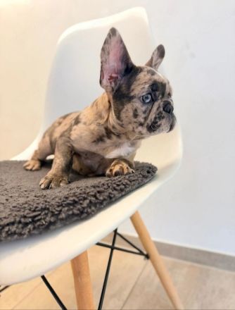 Welpe Merle lilac französische Bulldoge