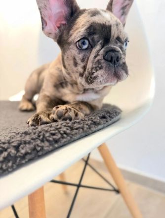 Welpe Merle lilac französische Bulldoge