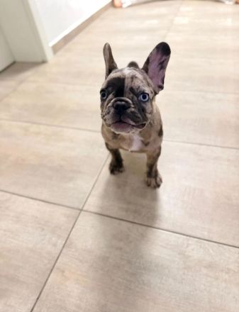 Welpe Merle lilac französische Bulldoge