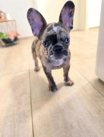 Welpe Merle lilac französische Bulldoge