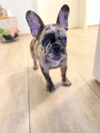 Welpe Merle lilac französische Bulldoge