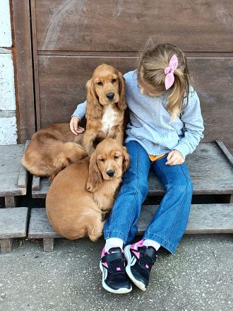 Cocker spaniel