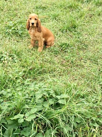 Cocker spaniel