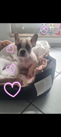 Französische Bulldogge Welpe