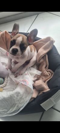 Französische Bulldogge Welpe