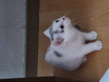 Süsser Kater sucht ein zu Hause