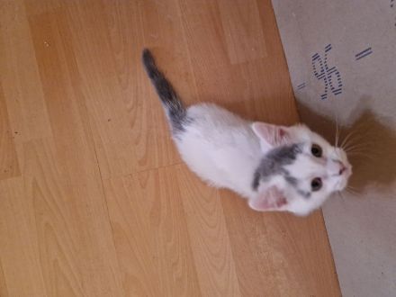 Süsser Kater sucht ein zu Hause