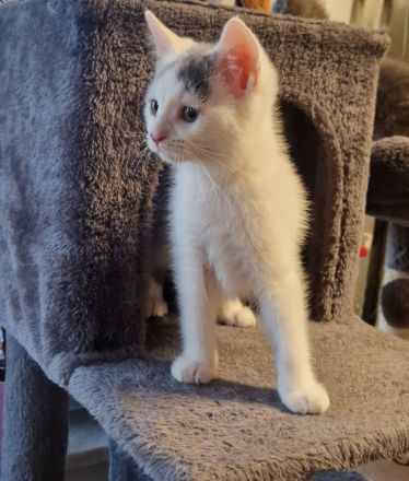 Süsser Kater sucht ein zu Hause