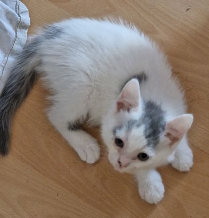 Süsser Kater sucht ein zu Hause