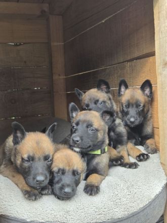 Belgischer Schäferhund Malinois reinrassig