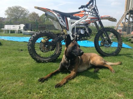 Belgischer Schäferhund Malinois Welpen reinrassig