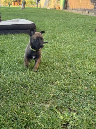 Belgischer Schäferhund Malinois reinrassig