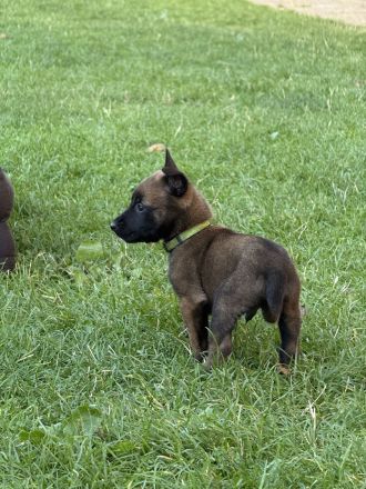Belgischer Schäferhund Malinois reinrassig