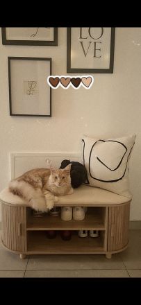 Maine coon kater