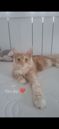 Maine coon kater