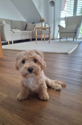 Maltipoo-Welpen sucht liebevolles Zuhause!