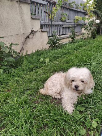 Maltipoo-Welpen sucht liebevolles Zuhause!