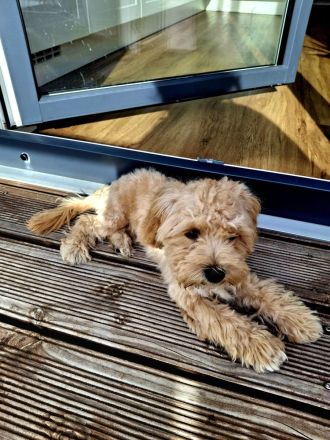 Maltipoo-Welpen sucht liebevolles Zuhause!
