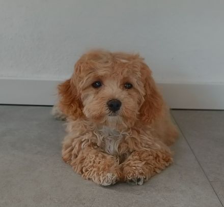 Maltipoo-Welpen sucht liebevolles Zuhause!