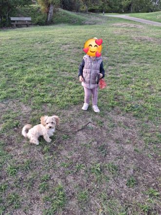 Maltipoo-Welpen sucht liebevolles Zuhause!