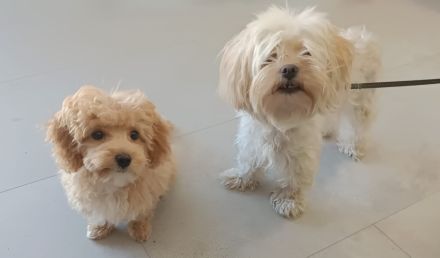 Maltipoo-Welpen sucht liebevolles Zuhause!