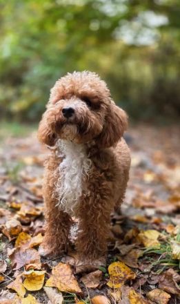 Maltipoo-Welpen sucht liebevolles Zuhause!