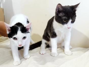 Coco und Oliver