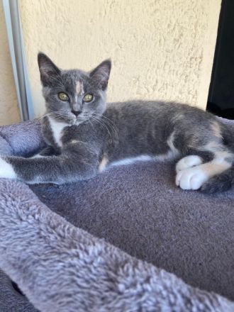 Süße BKH-Siam Mix Kitten suchen neues Zuhause